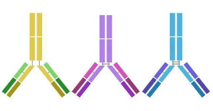 EbioCell offers a broad range of secondary antibodies validated in diverse applications such as western blot, immunohistochemistry, immunocytochemistry, ELISA and flow cytometry. Discover how EbioCell can support your research.