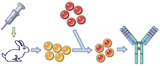 EbioCell are committed to bring you the highest quality antibody possible. Our rabbit monoclonal antibodies offer the superior antigen recognition of the rabbit immune system combined with the specificity of a monoclonal antibody. Most of our rabbit monoclonal antibodies are recombinant, to give you unparalleled batch-to-batch consistency, and uninterrupted supply over long-term studies.